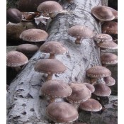 Shiitake (0)