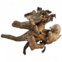 Trompette de la Mort, Fresh